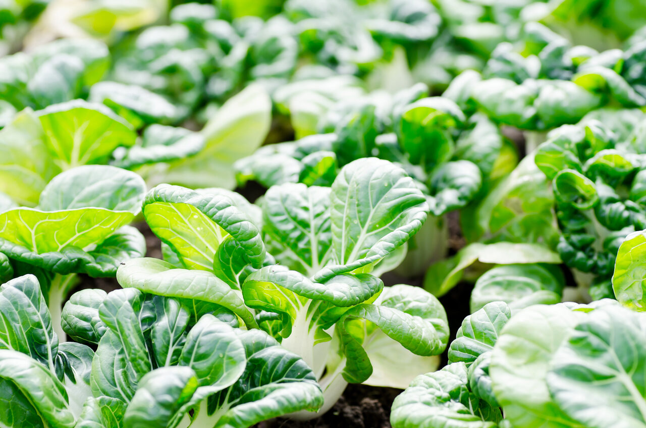 Chinese cabbage by A&j Global Fresh Produce Ltd 